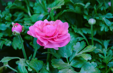 seedlings in pots with a pink flower for the garden