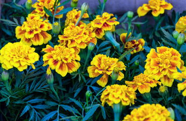 beautiful flowers marigold