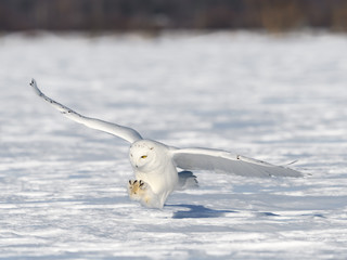 Male Snowy Owl Landing on Snow Field