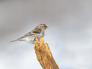  Common Redpoll Perched on Snag in Winter