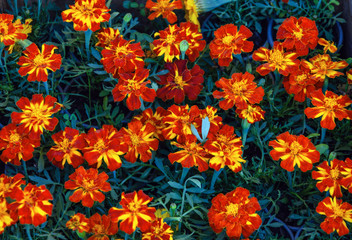 beautiful flowers marigold