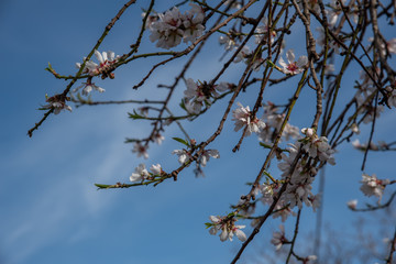 View of a beautiful blossoming almond tree. The shot is taken during a sunny spring day in Sicily, Italy