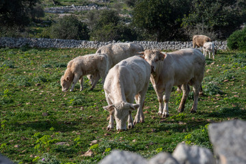 Obraz premium View of some cows while grazing. The shot is taken during a beautiful sunny day in Sicily, Italy