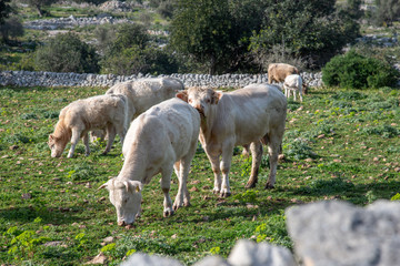 Obraz premium View of some cows while grazing. The shot is taken during a beautiful sunny day in Sicily, Italy