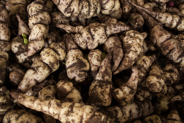 Oca (Oxalis tuberosa)