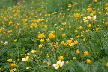 In a grassy meadow wild yellow buttercups bloom in Norway's oldest industrial community Alvøen near Bergen.