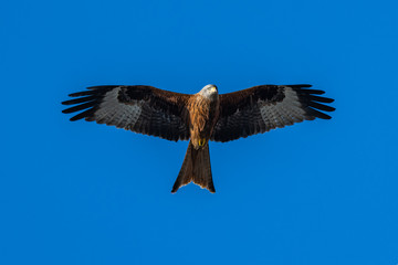 Obraz premium Red kite (Milvus milvus) bird of prey