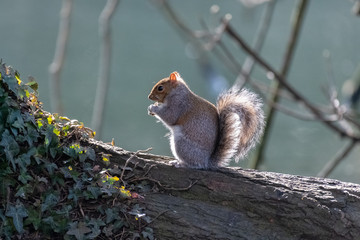 Eastern gray squirrel (Sciurus carolinensis)