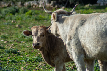View of some cows while grazing. The shot is taken during a beautiful sunny day in Sicily, Italy
