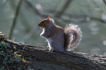 Eastern gray squirrel (Sciurus carolinensis)