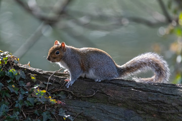 Eastern gray squirrel (Sciurus carolinensis)