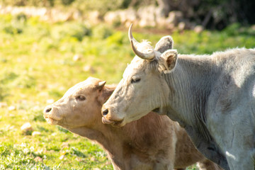 View of some cows while grazing. The shot is taken during a beautiful sunny day in Sicily, Italy