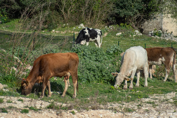 Fototapeta premium View of some cows while grazing. The shot is taken during a beautiful sunny day in Sicily, Italy