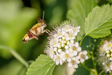 Close-up one hornworm moth-hawk in flight over white flower looking for nectar in summer day with green blur background and soft focus. The concept of macro photography of insects in natural habitat.