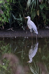 molsbroek