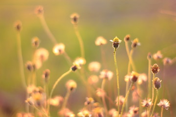 Blur grass flower sunrise for background in the morning. 
