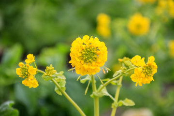 菜の花