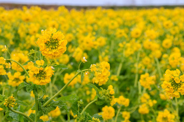 Obraz premium 菜の花