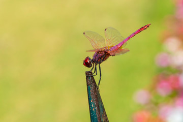 Red dragonfly perched on railings in Corfu Town