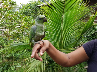 Short-tailed parrot, in the moult (Graydidascalus brachyurus) is the only species of the genus...