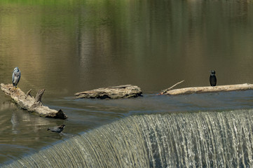 Heron and Cormorant on Log