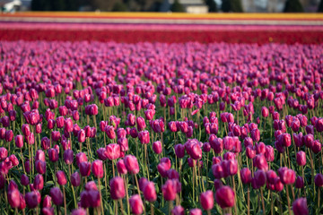 Tulip festival, WA, USA. 