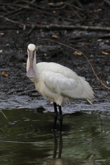 eurasian spoonbill