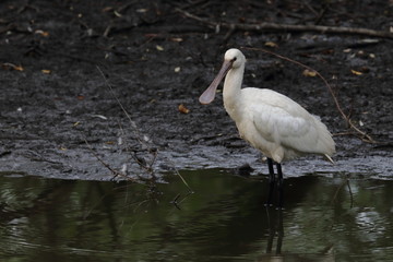 eurasian spoonbill