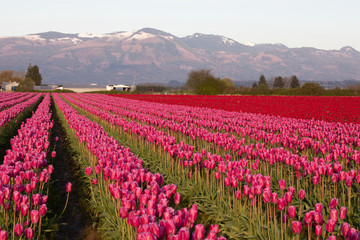 Obraz premium Tulip festival, WA, USA. 