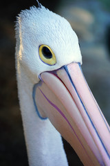 An Australian Pelican water bird with a pink beak
