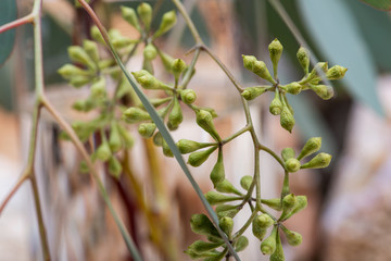 Fototapeta premium Fresh Eucalyptus stems in clear glass vase on wooden background.