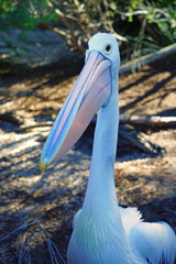 An Australian Pelican water bird with a pink beak