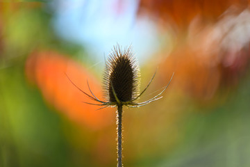 Wild Dry Flower
