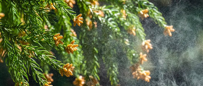 1 116 Best 杉花粉 Images Stock Photos Vectors Adobe Stock 1 116 Best 杉花粉 Images Stock Photos Vectors Adobe Stock