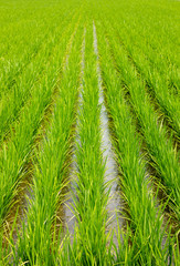 北竜町、水田、稲