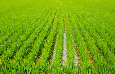 北竜町、水田、稲