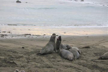 elephant seal on beach