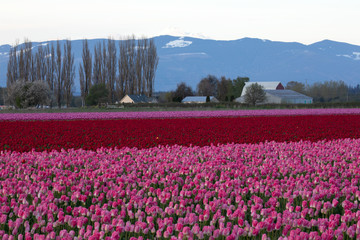 Tulip festival, WA, USA. 