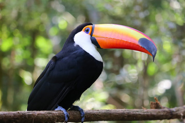 Fototapeta premium Piękny Toucan Free
