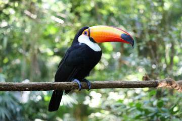 Free Toucan 