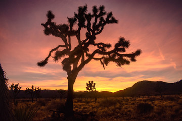 Fototapeta na wymiar Joshua trees at sunset 
