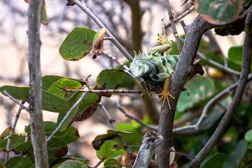 Lizard on a Tree Branch