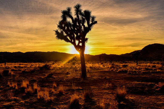 Joshua Tree At Sunset