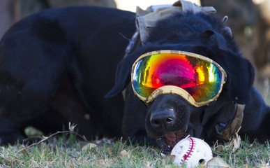 funny dog baseball