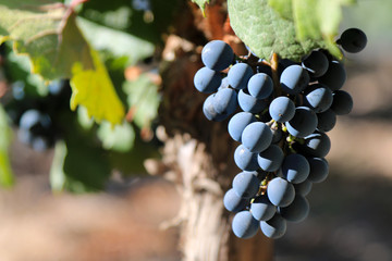 Grapes in the vineyard - obrazy, fototapety, plakaty