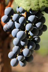 Grapes in the vineyard