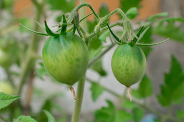 green tomatoes growing