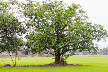 Mango tree in the middle of rice field