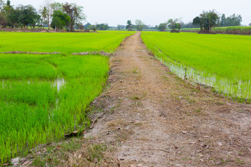 Fototapeta na wymiar soil road in rice filed