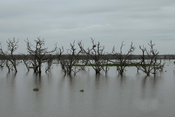 arboles secos en un gran pantano